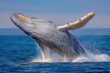 Fototapeta premium Majestic humpback wale banner