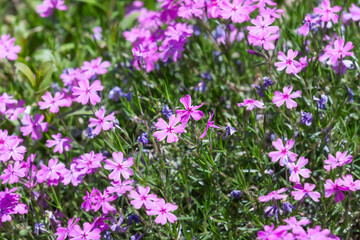 Obraz premium Phlox blooming in a sunny garden bed. warm sunshine