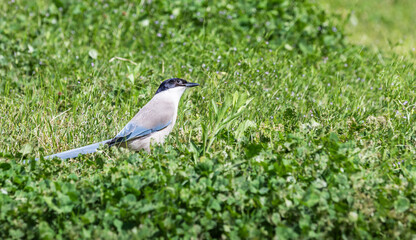 Obraz premium A single azure-winged magpie spotted on the lawn. warm sunshine - Cyanopica cyanus
