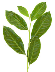 common laurel leaf solated transparent PNG
