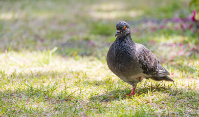 In the middle of the green lawn, a pigeon pauses in stillness. Columbidae