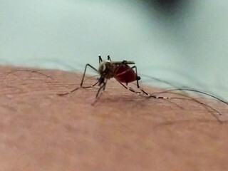 An Aedes aegypti mosquito with a red belly full of blood is perched and biting hairy human skin,...