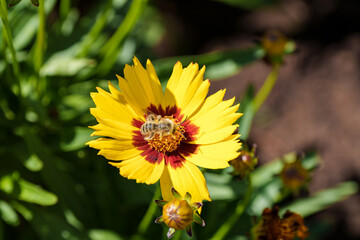 A Bee Busy Pollinating a Vibrant Yellow Flower Found in Natures Beautiful Landscape, Coreopsis,...