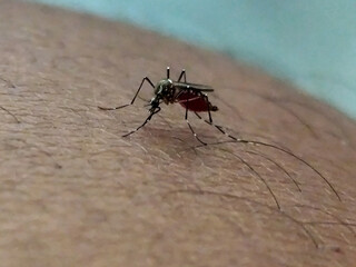 An Aedes aegypti mosquito with a red belly full of blood is perched and biting hairy human skin, indicating the danger of spreading disease.