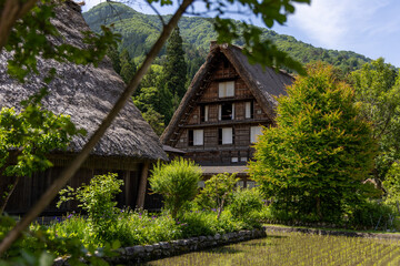 白川郷の合掌造り家屋と初夏の水田
2025年6月撮影。白川郷の合掌造りの古民家と、水田に映る緑豊かな風景が広がる。
