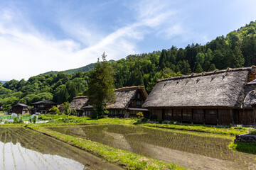 白川郷の合掌造り家屋と初夏の水田
2025年6月撮影。白川郷の合掌造りの古民家と、水田に映る緑豊かな風景が広がる。
