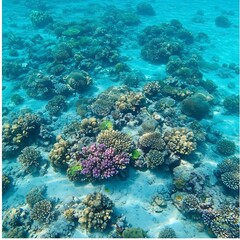 Naklejka premium coral reef on a sandy seabed, showcasing a variety of coral species and marine life under clear blue water, illustrating a healthy and bustling underwater ecosystem.