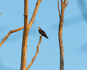 Osprey (P. haliaetus) Resting in Glow of Evening Light on Dead Tree in Illinois Forest