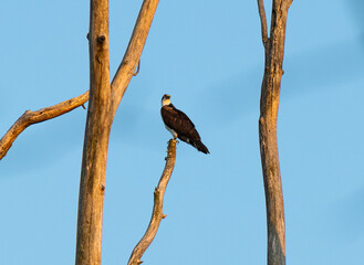 Osprey (P. haliaetus) Perched on Dead Tree in Golden Hour Light