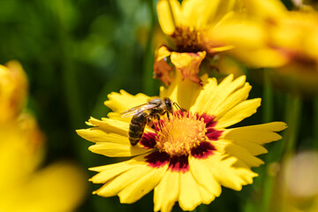 A Bee Busy Pollinating a Vibrant Yellow Flower Found in Natures Beautiful Landscape, Coreopsis, Asteraceae