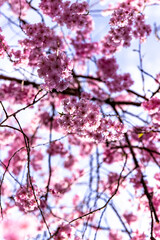 pink cherry blossoms