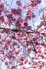 pink cherry blossom