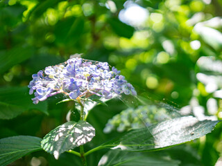 日向に咲くアジサイの花