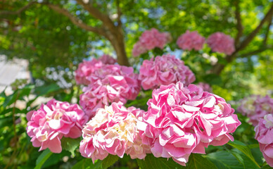 満開のピンク色の紫陽花
