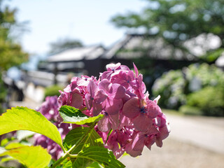 境内のピンクの紫陽花