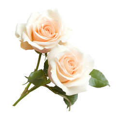 Two Peach Roses Bouquet Isolated Black Background,