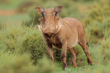 An alert warthog (Phacochoerus africanus) in natural habitat, Mokala National Park, South Africa