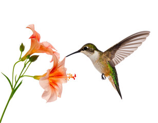 Fototapeta premium Firefly_A vibrant hummingbird gracefully flies towards a blooming flower on a white backgroun