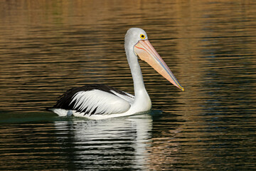 A large Australian pelican (Pelecanus conspicillatus) swimming in a river with reflection, South Australia
