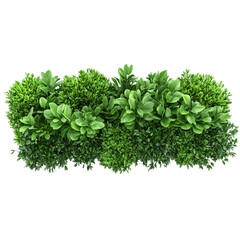 Obraz premium Parsley Isolated on White Background PNG for Fresh Herb and Culinary Concepts