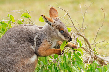 Portrait of a yellow-footed rock-wallaby (Petrogale xanthopus) feeding in natural habitat, South Australia