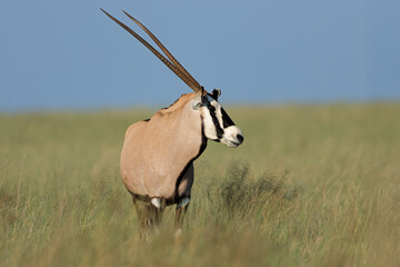 A gemsbok antelope (Oryx gazella) standing in open grassland, Mokala National Park, South Africa