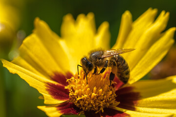 A Bee Busy Pollinating a Vibrant Yellow Flower Found in Natures Beautiful Landscape, Coreopsis,...