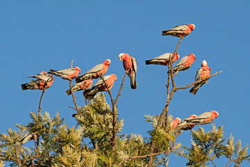 A flock of galah cockatoos (Cacatua roseicapilla) perched in a tree, South Australia