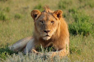 A young male African lion (Panthera leo) resting in natural habitat, South Africa