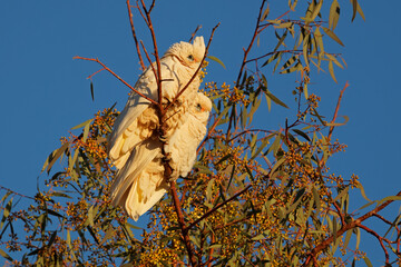 A pair of little corellas (Cacatua sanguinea) perched in a tree in early morning light, South Australia