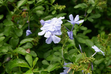 Soft Blue Plumbago Flowers in Garden Setting