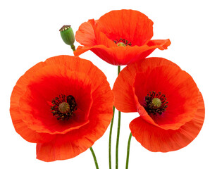  Firefly_Close up of red poppies, poppy flowers with buds isolated on transparent background,