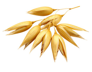 Firefly_Close-up photo of oat kernels with shiny golden husks, isolated on white background.