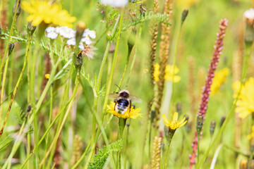 Gypsy's cuckoo bumblebee sitting on a wildflower in a meadow