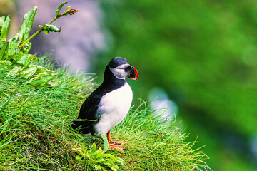 Young puffin on a grassy slope