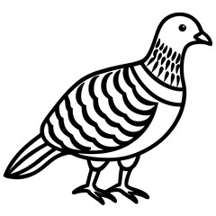Monochrome Zebra Dove Line Drawing