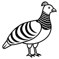 Monochrome Zebra Dove Line Drawing
