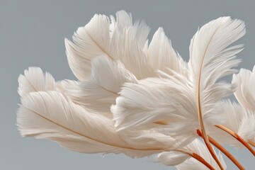 Naklejka premium White feathers banner
