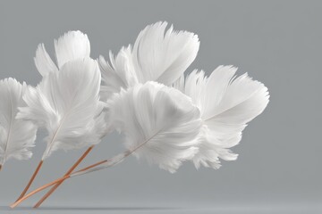 White feathers banner