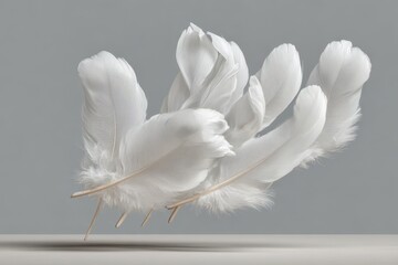 White feathers banner