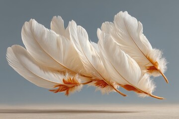 White feathers banner