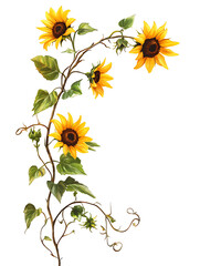 Sunflower blooming action garden environment floral artwork nature scene close-up perspective botanical beauty