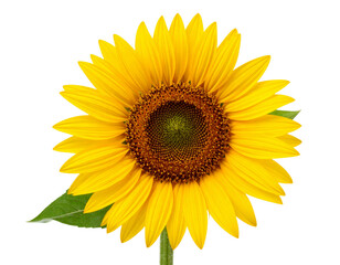 Fototapeta premium Firefly_Isolated Sunflower 