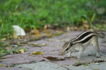 A curious squirrel with striking stripes on a textured pavement