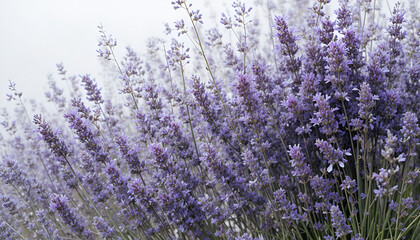 Fototapeta premium Close-up of vibrant purple and white Lavender flowers against a light background.