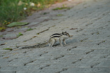 A Squirrel on a Paved Surface