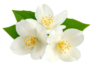 Obraz premium Firefly_Photo of Arabian Jasmine flower, isolated on a white background, Jasmine