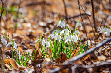 White snowdrops blooming through fallen leaves on a quiet forest spring morning. Low-angle forest macro shows snowdrops emerging from leaf carpet in warm spring light, peaceful and natural.