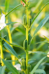 beautiful plants with blurry bokeh 