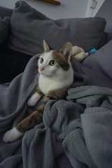 Cozy domestic cat resting on a gray blanket on a couch